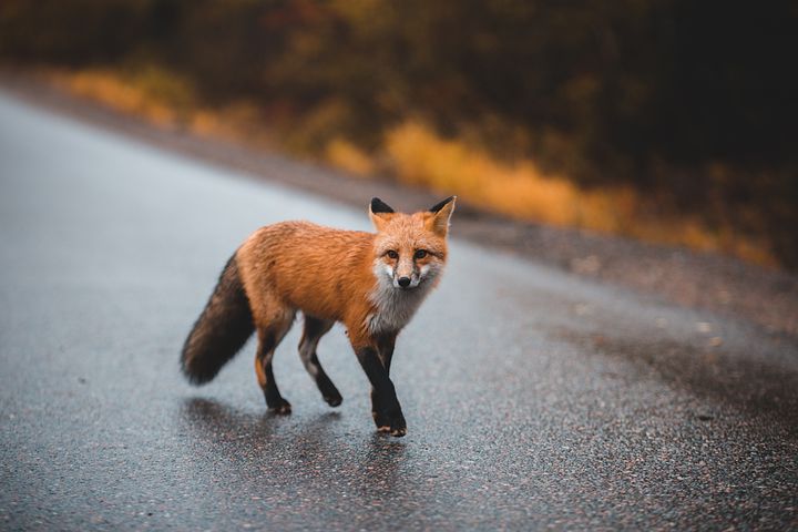 red-fox-6796430__480.webp