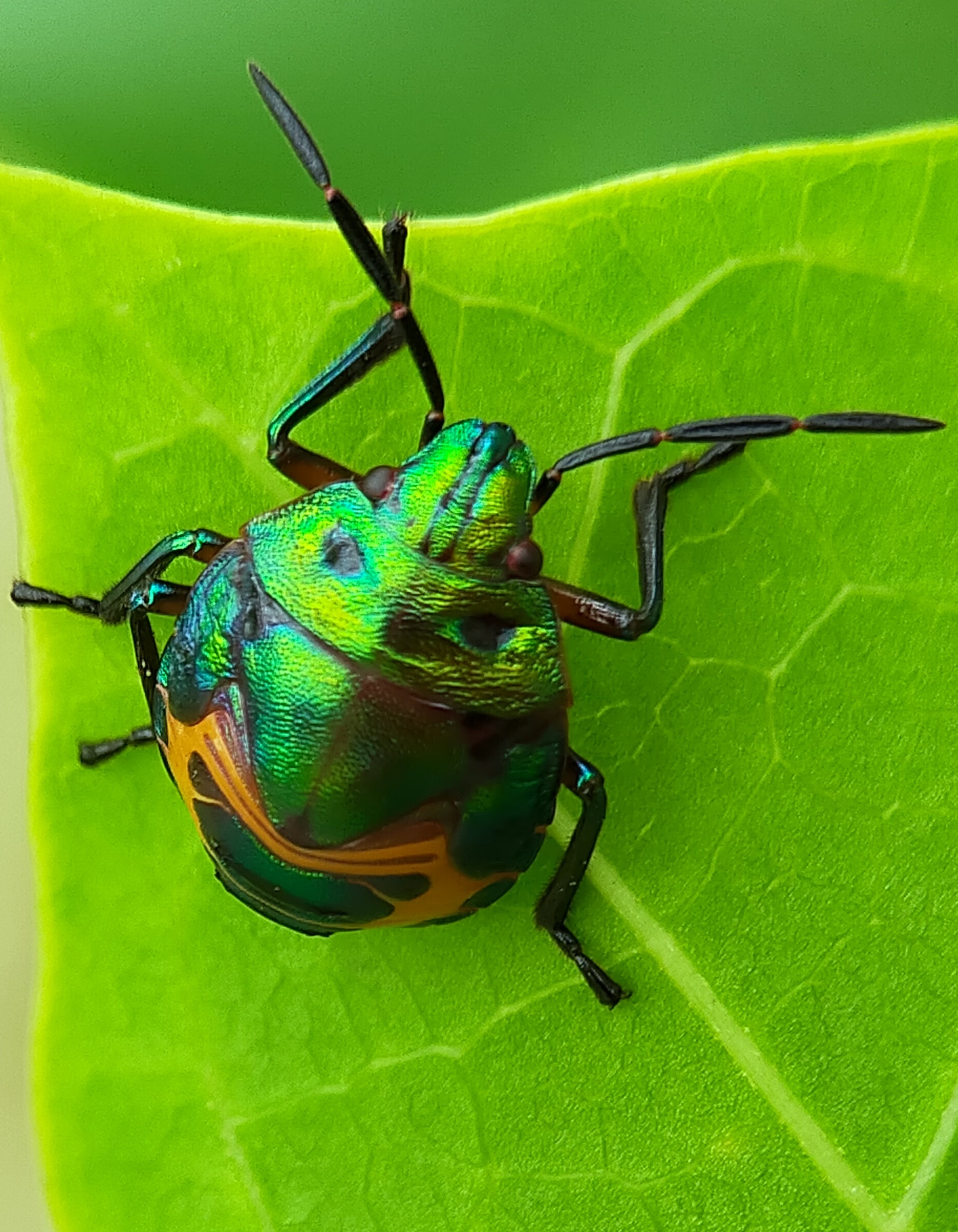Jewel bugs (37).jpg