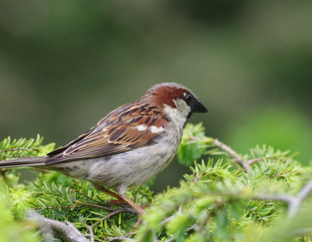 feathered friends-2.jpg