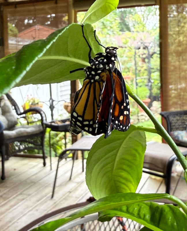 silverbloggers-monarch-butterfly-1.jpg