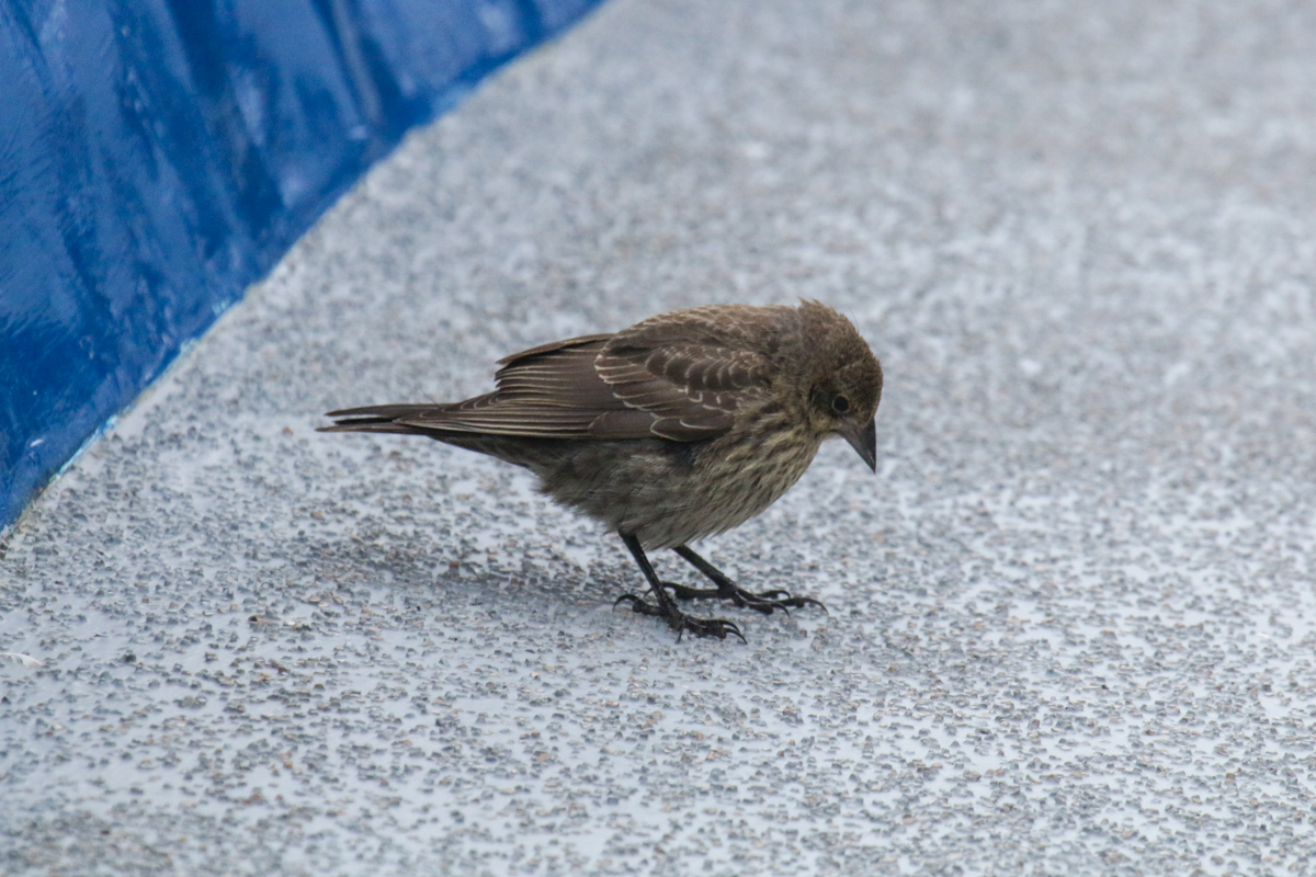 IMG_8649.jpg