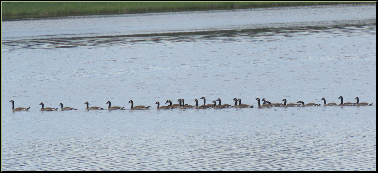mother goose and 22 mature goslings all in a line.JPG