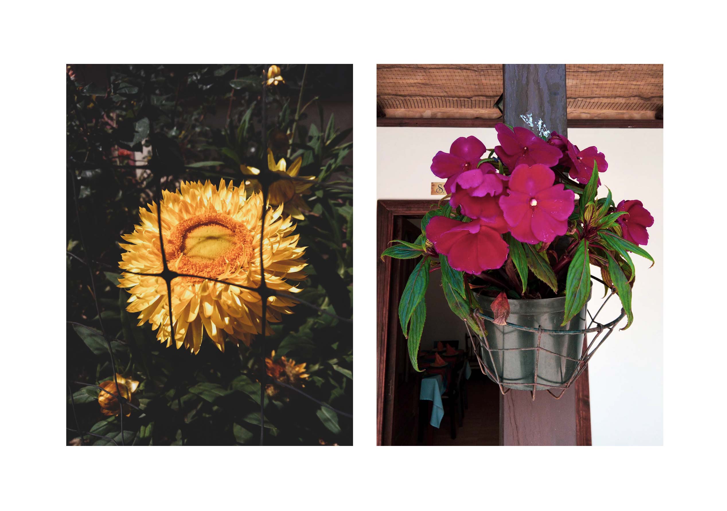post flors -06.jpg