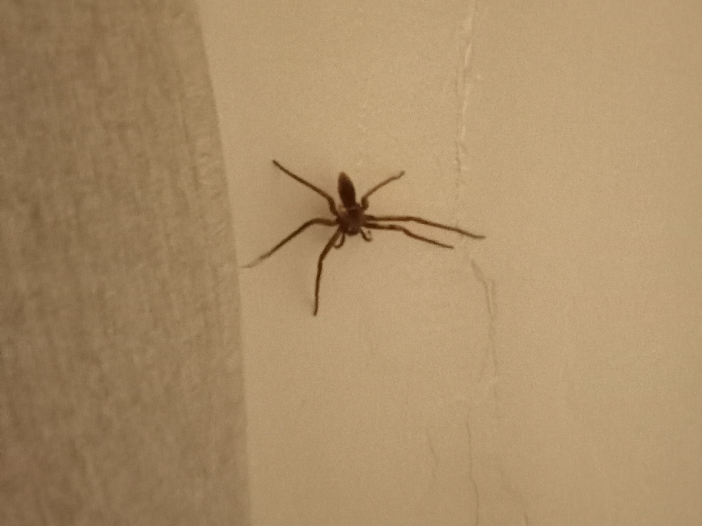 spider5.JPG