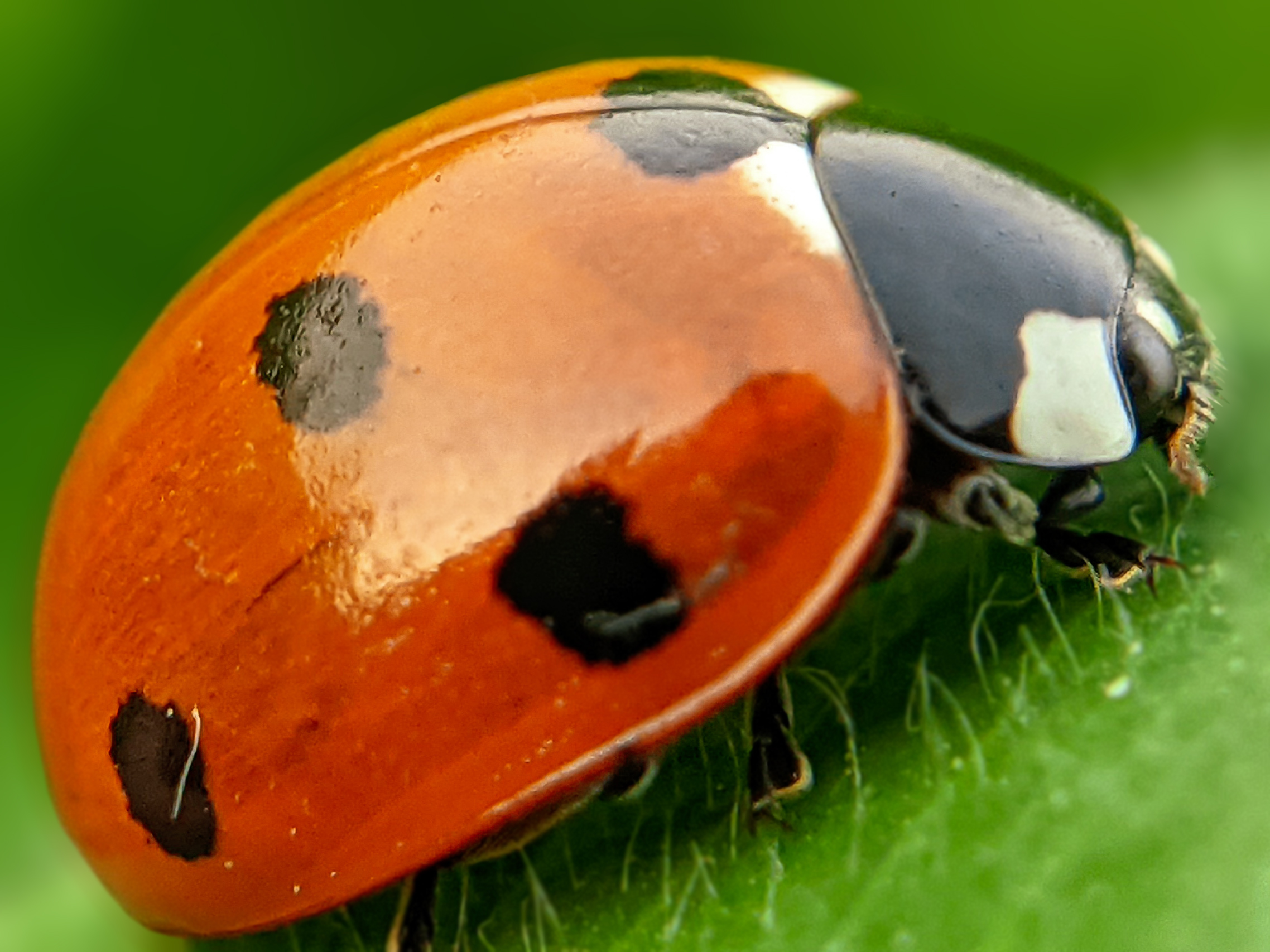 ladybird (5).jpg