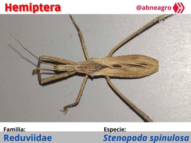Automeris cf. jucunda (6).png