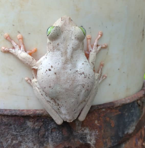 La Rana Blanca. Integrante de una Especie Vital para el Ecosistema. — Hive