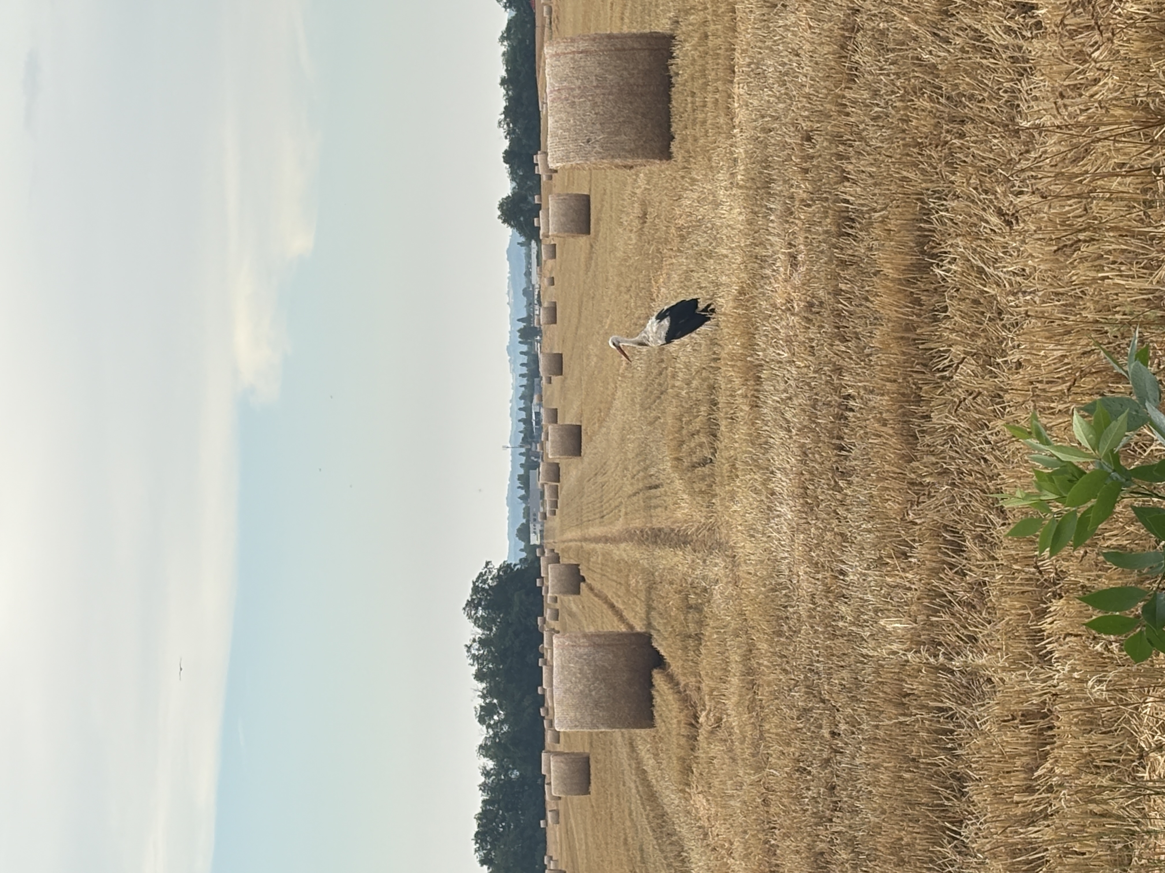 IMG_6168.jpeg