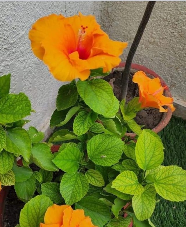 Orange hibiscus flower 4.jpg