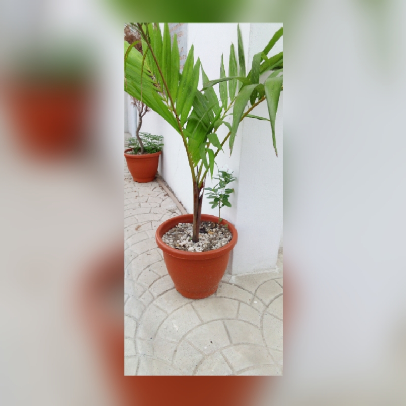 caesarapp_202541691612156.jpg