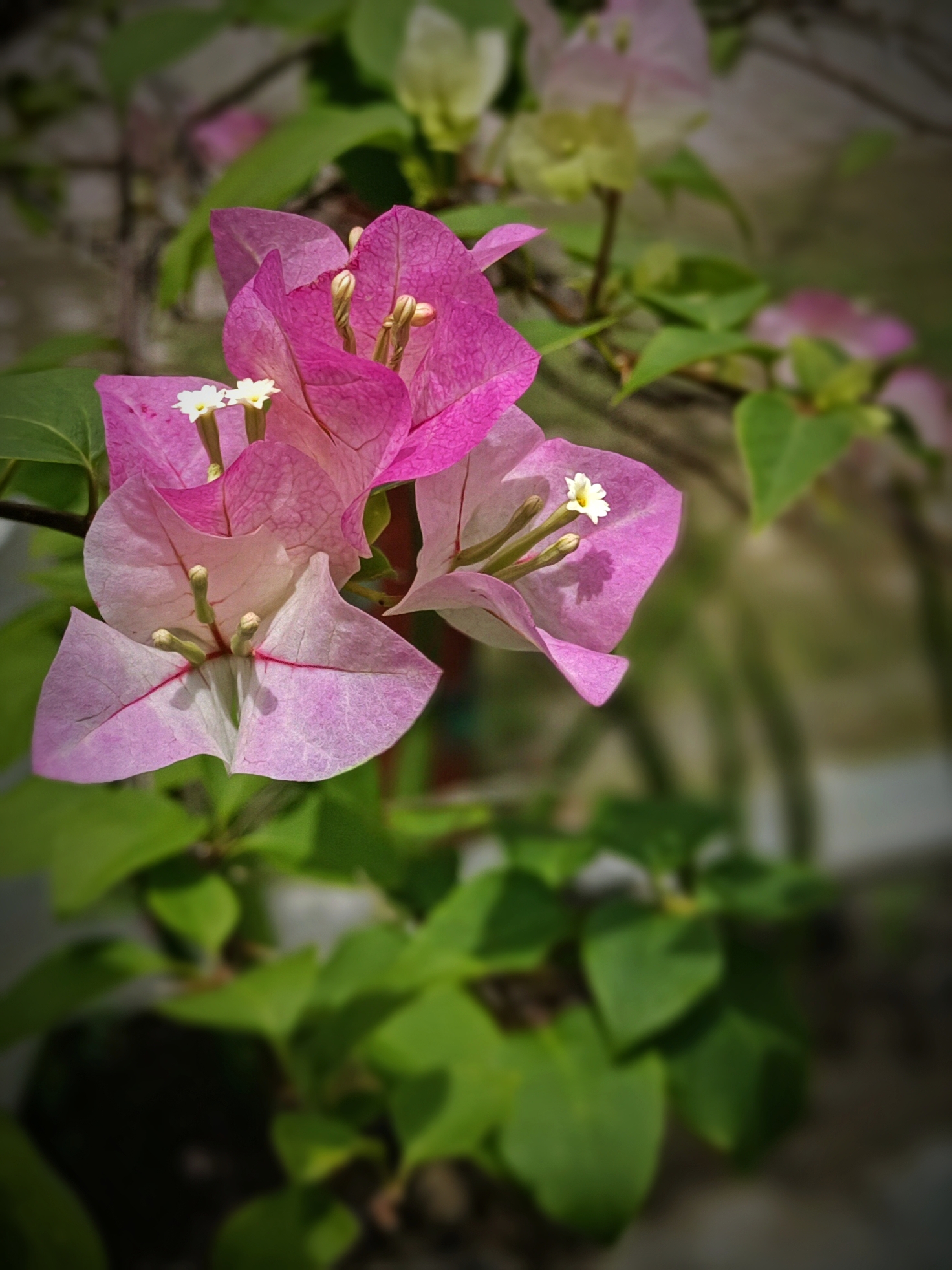 IMG_20250415_093000.jpg