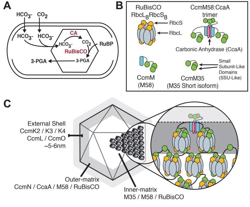 Current-model-of-the-cyanobacterial-carboxysome-internal-structure-A-S-elongatus.png