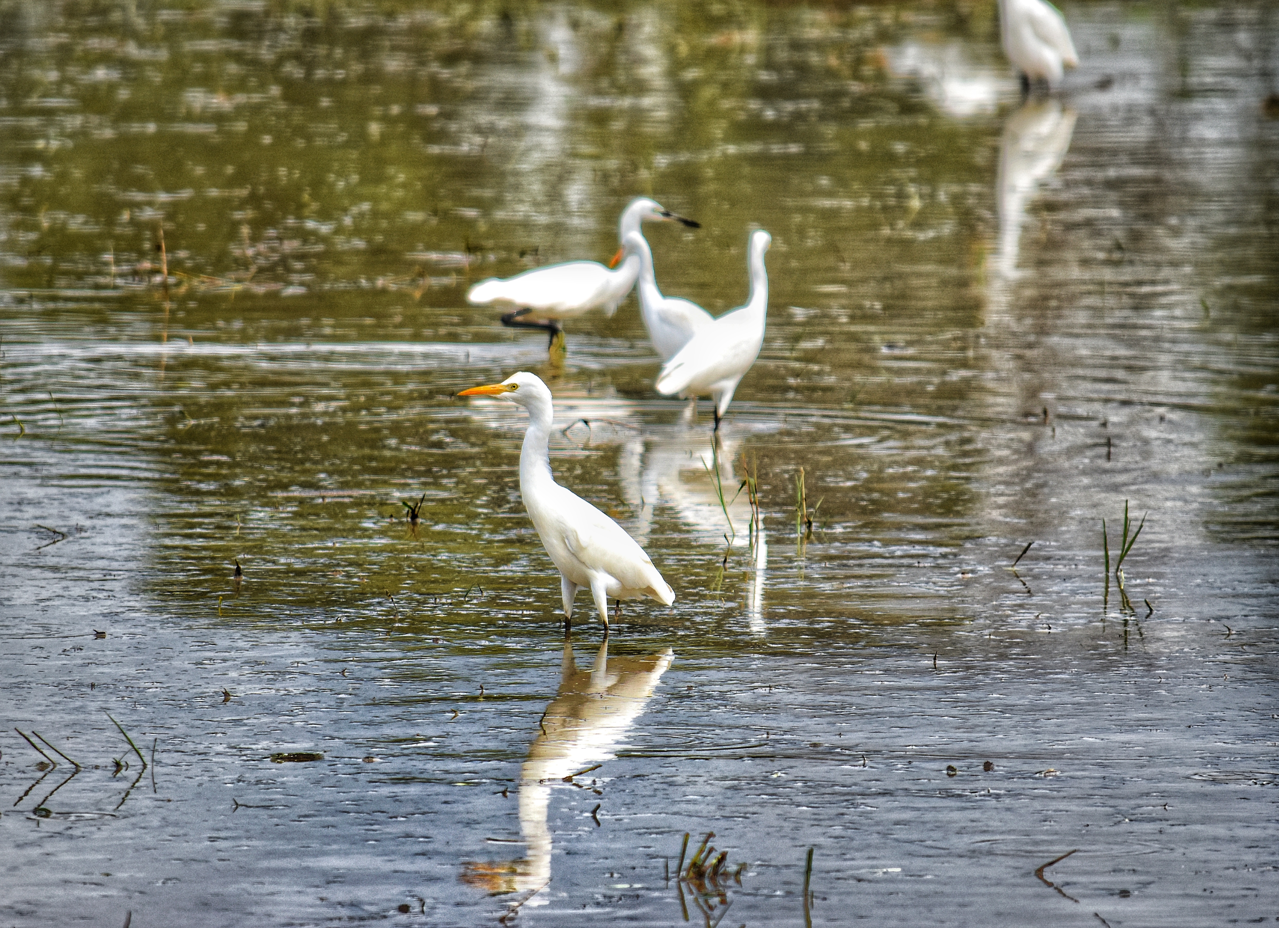 Stock Little egrets in the rice field 4.jpeg