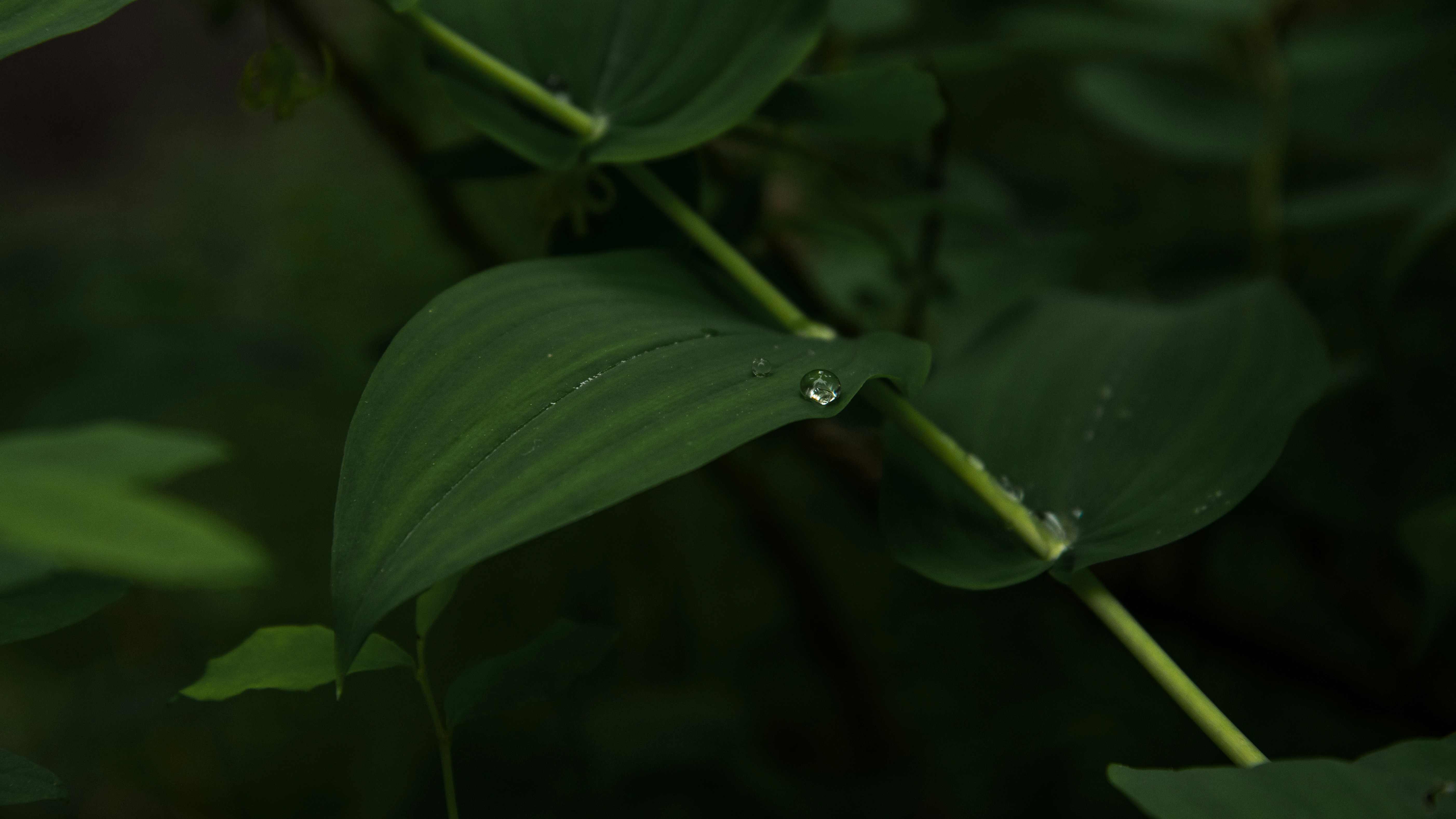 mario-hafliger-qkWM4DGWytA-unsplash.jpg