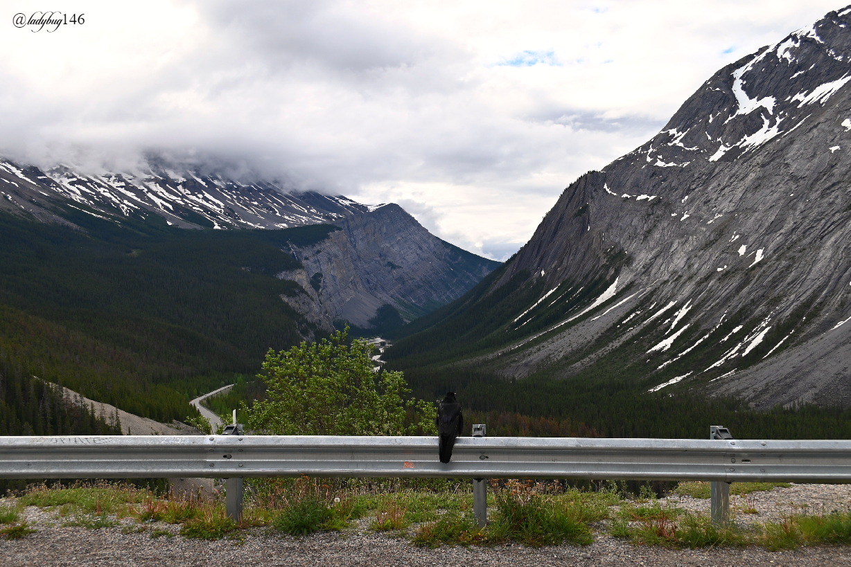 icefield parkway (8).jpg