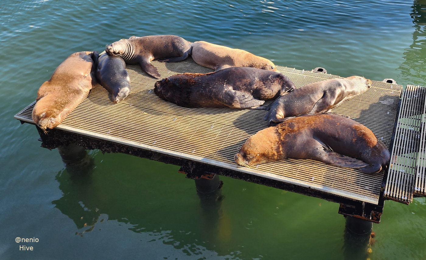 sealions-030.jpg