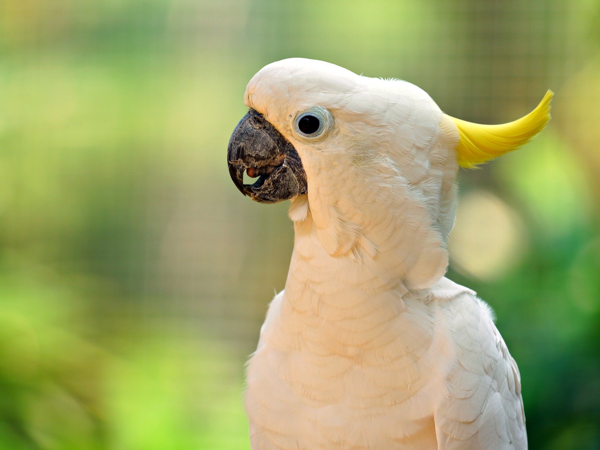  "cockatoo-8927561_1920.jpg"