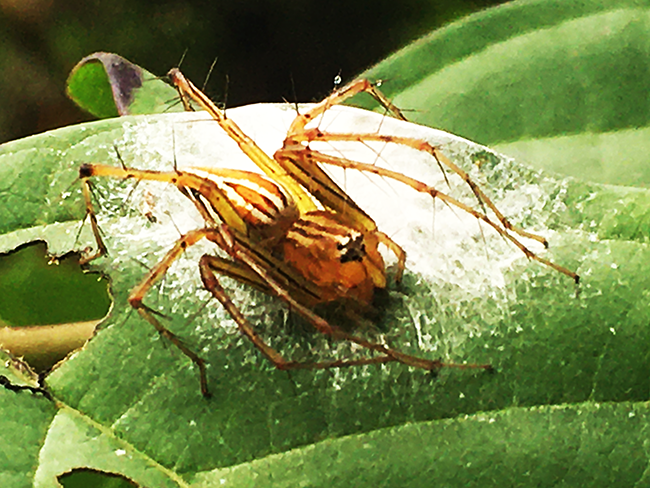 IMG_1132a.png