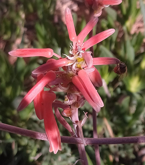 Bees pollinating Aloes.png