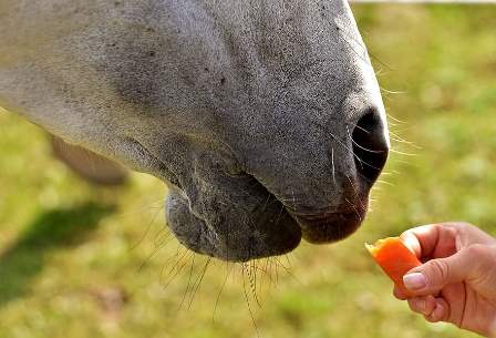 mold-horse-love-for-animals-eat.jpg