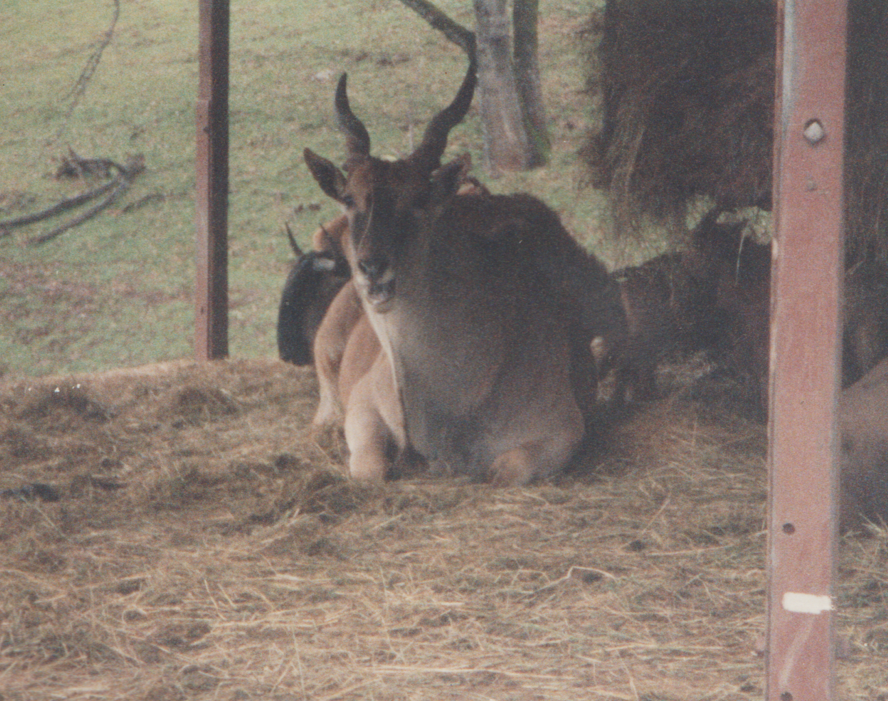 1992-12-26 - Saturday - Wildlife Safari Trip, Marilyn, Crystal-02.png