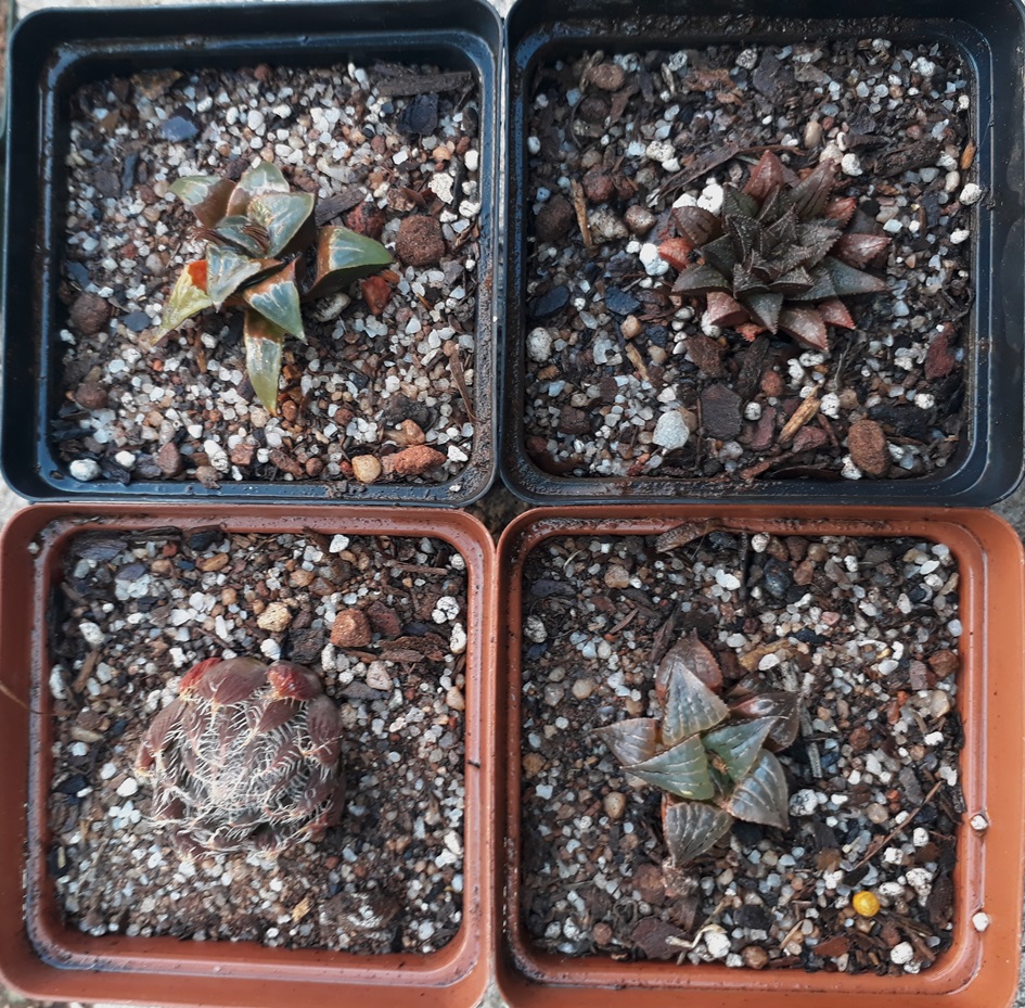 haworthias.jpg