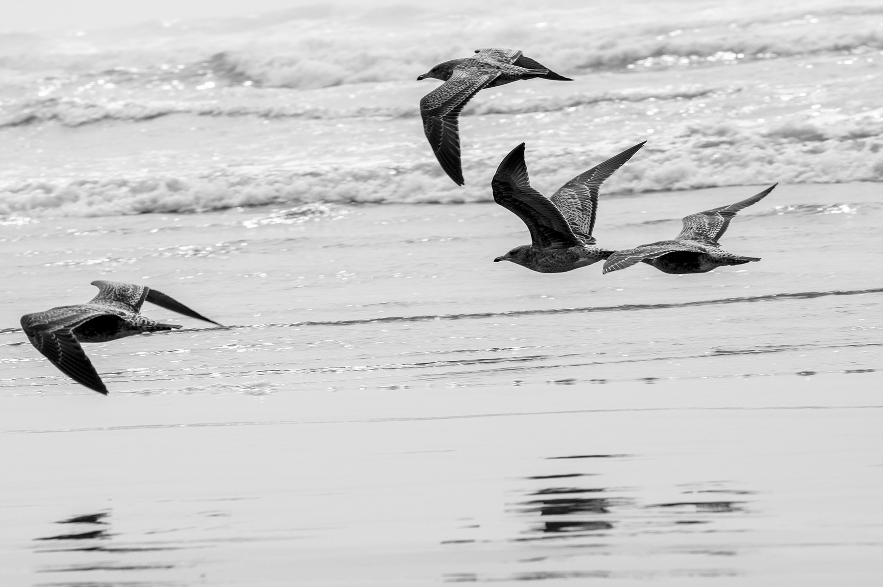 Birds at the beach 2 s.jpg