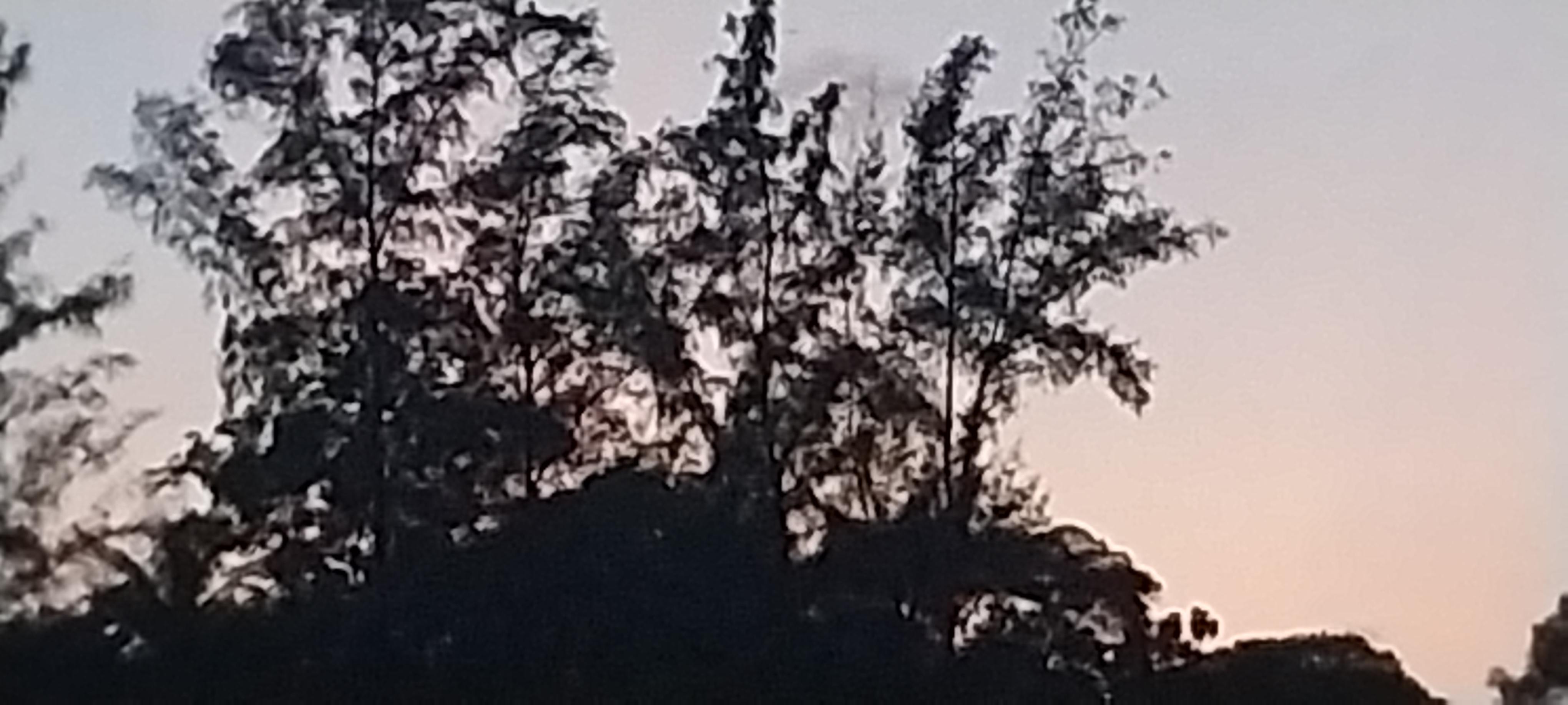 20250627_190958.jpg