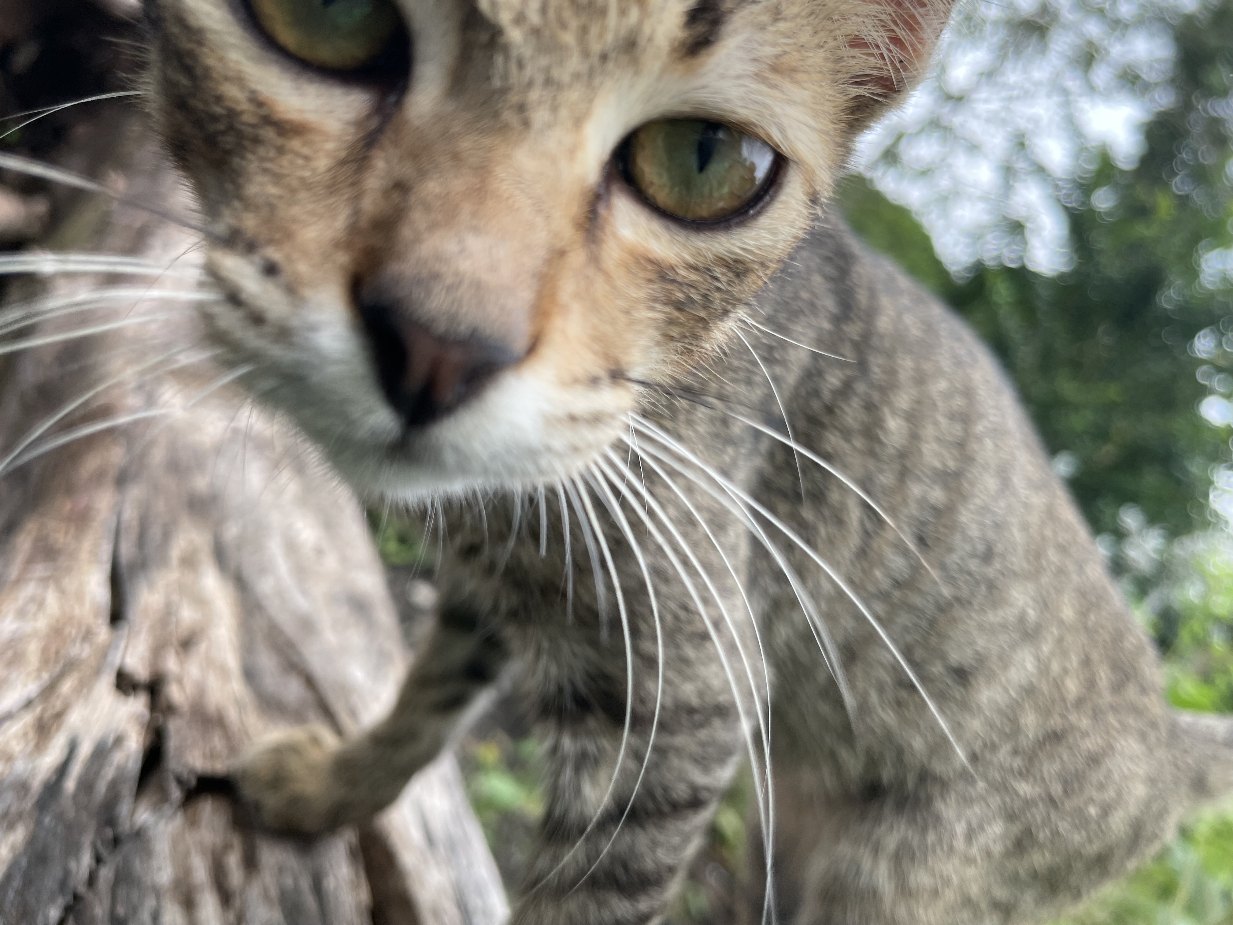 IMG_5248.jpeg