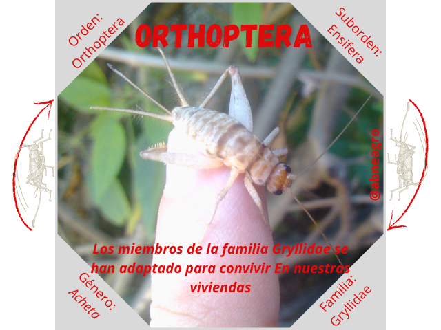 Orden Orthoptera 1.png