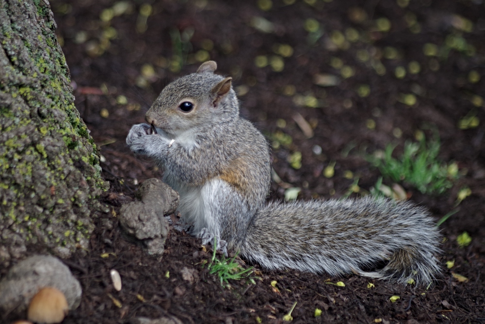 baby squirrel -5.jpg