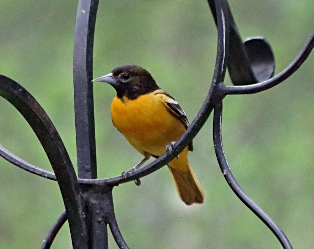 feathered-friends-birds-oriel.jpg