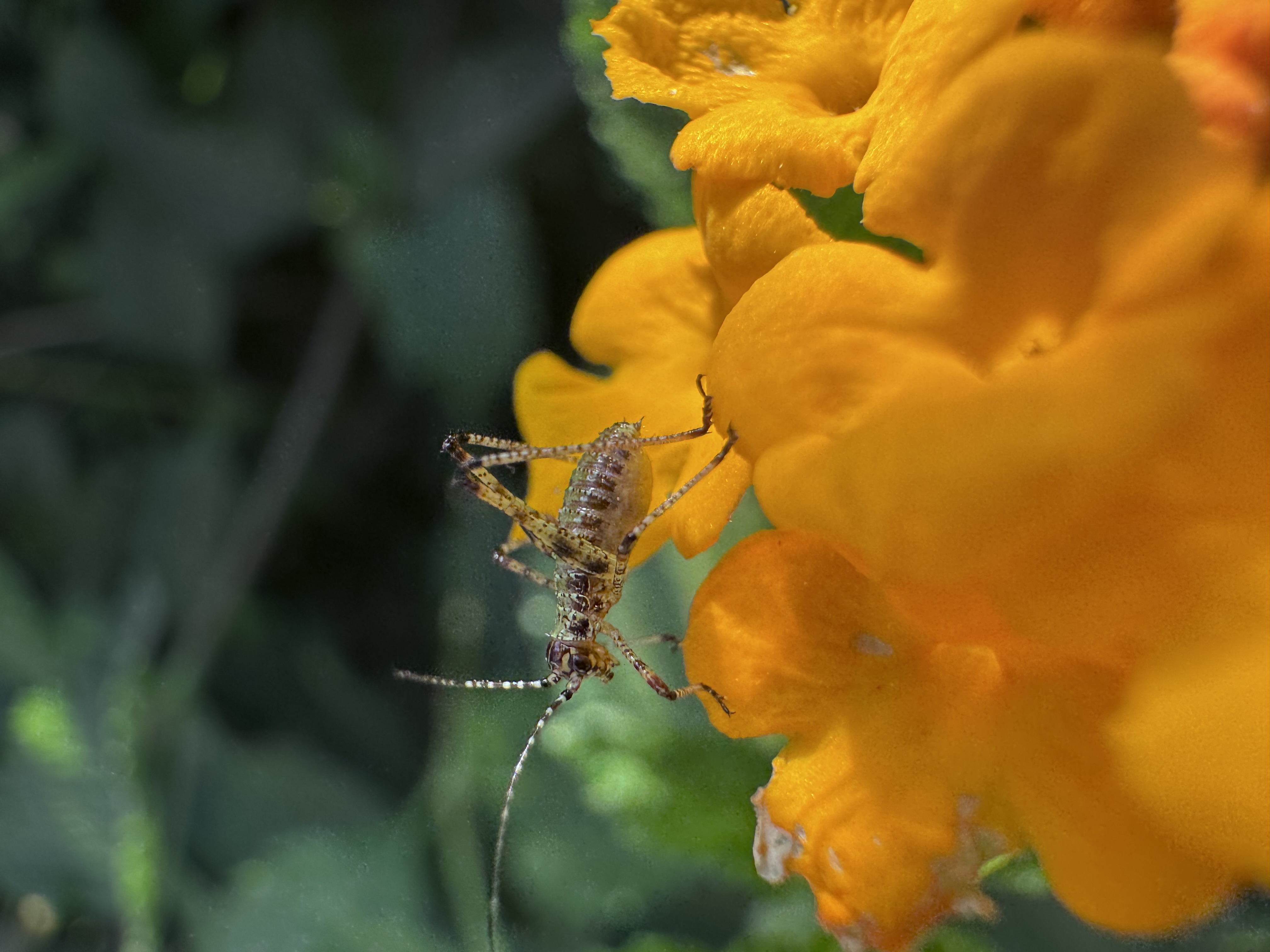 IMG_7299.jpeg