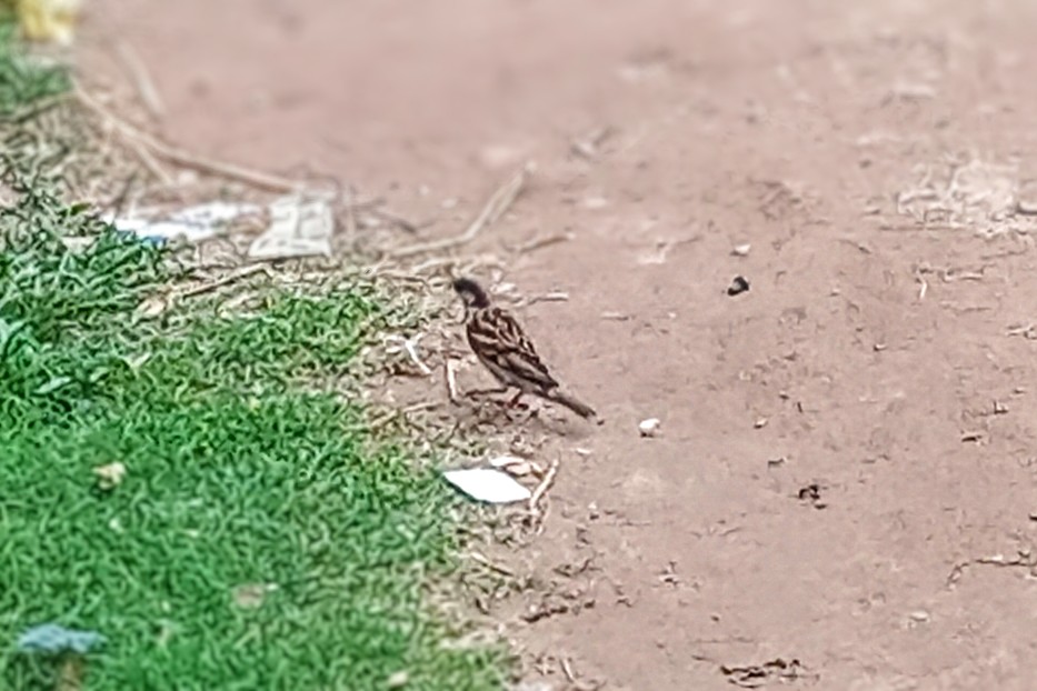 Image_1751026321636~3.jpg