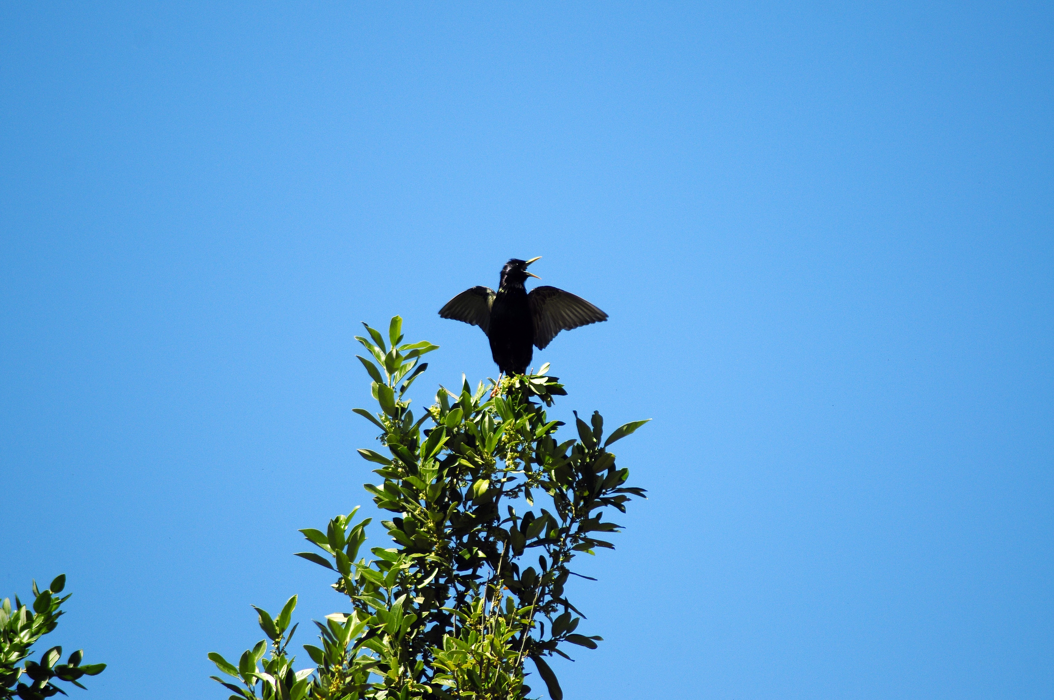 _DSC5151.JPG