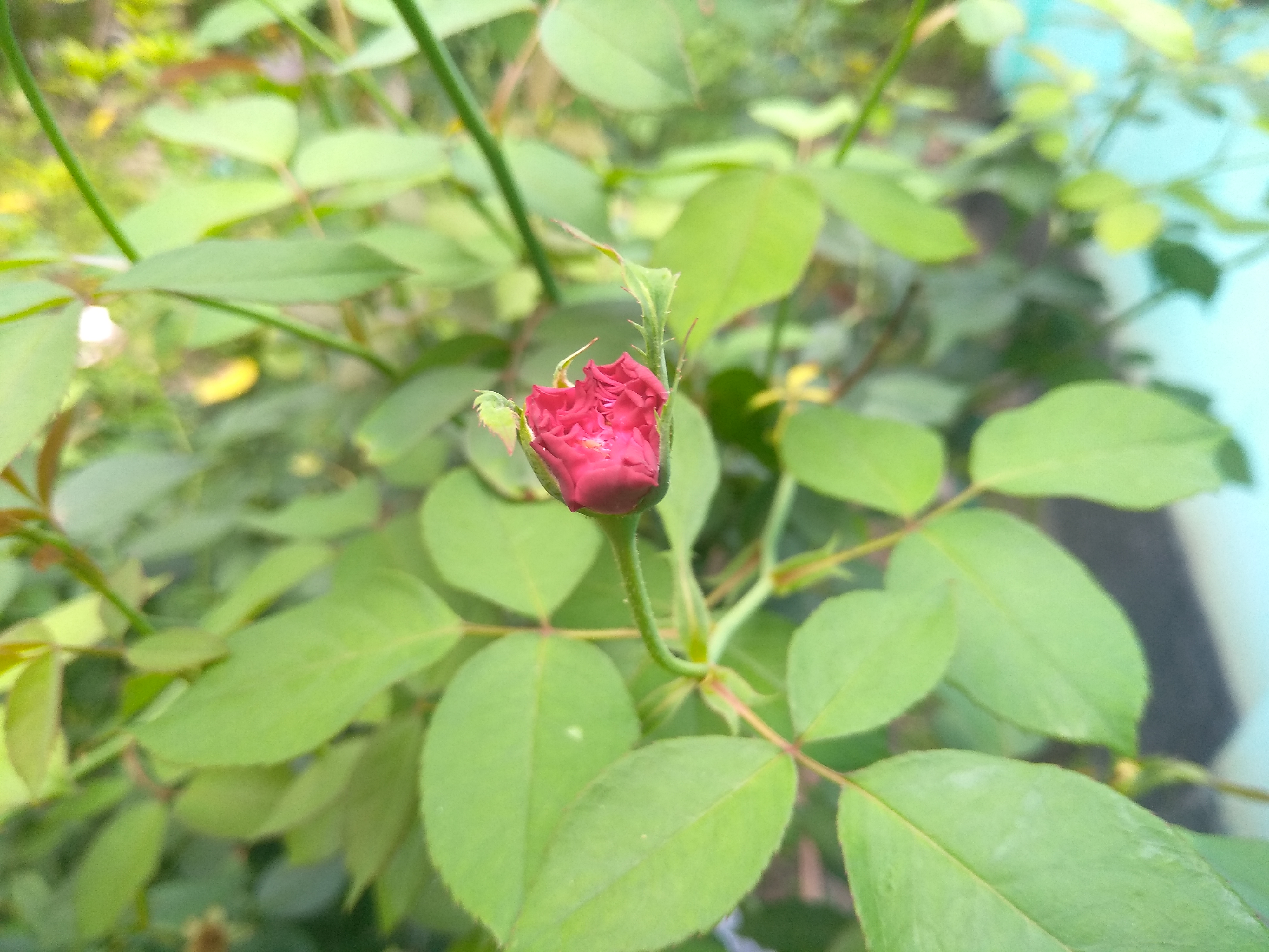 IMG_20200516_170200.jpg