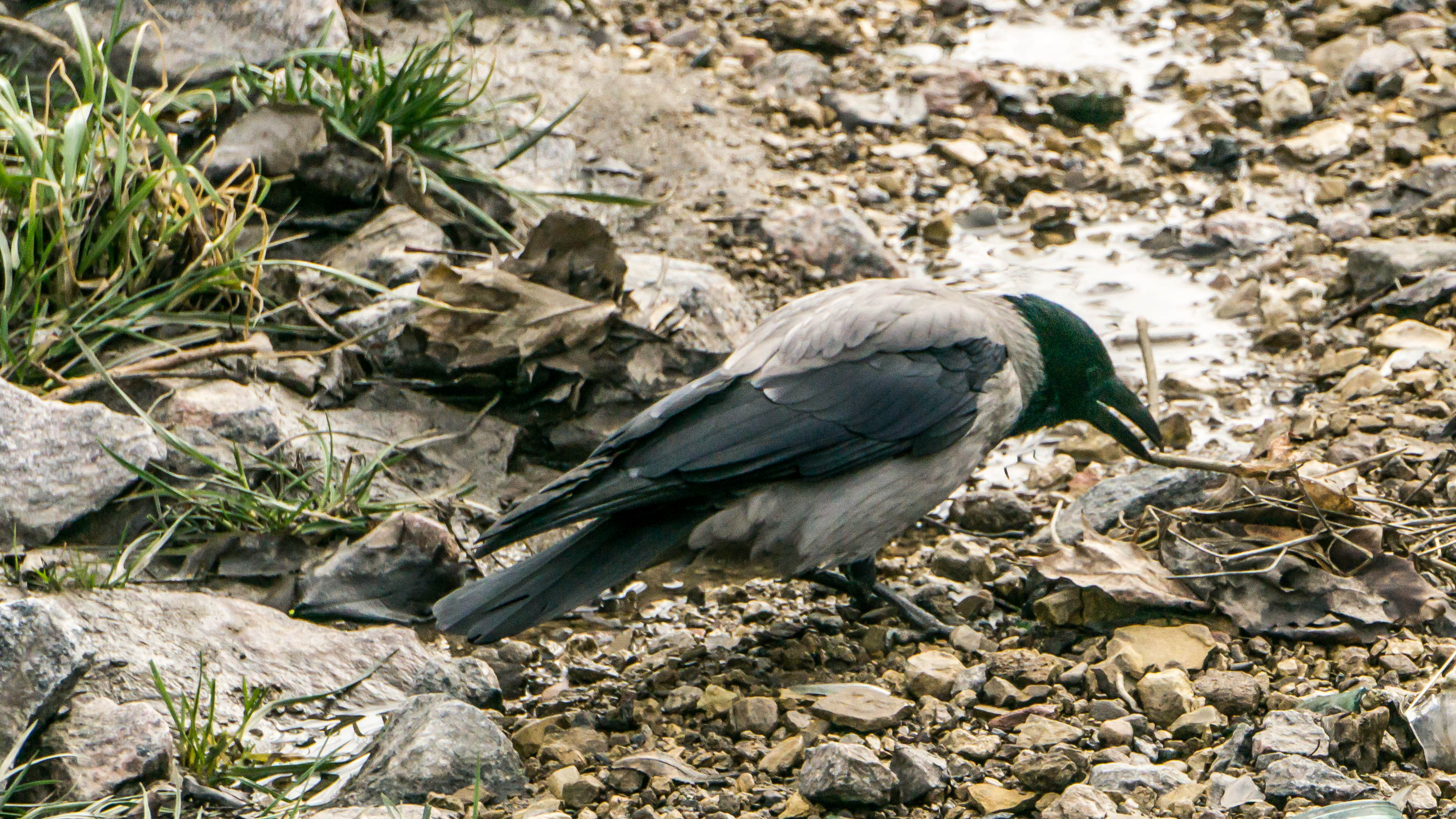DSC08401-4.jpg