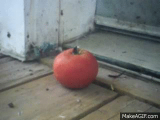 IMG_9554.gif