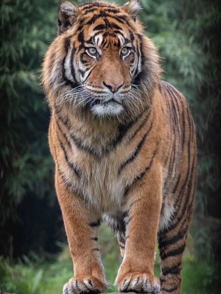 harimau.jpg