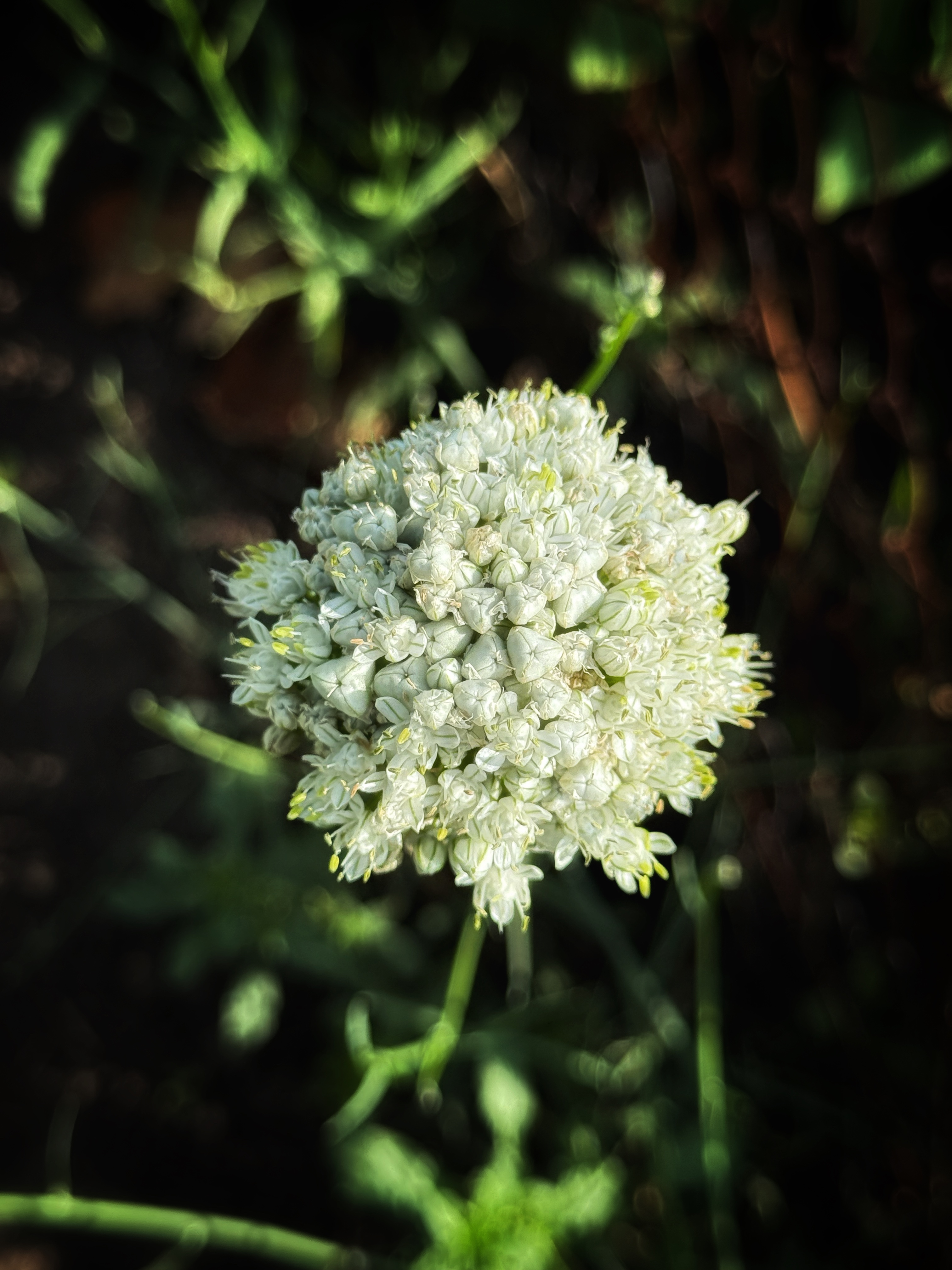 IMG_4300.jpeg