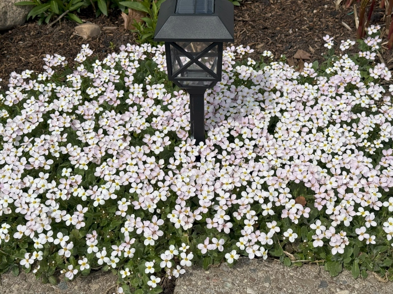 Hivegarden-15.jpg