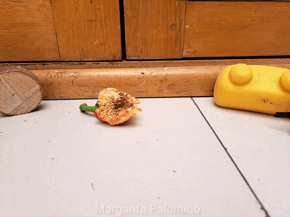 1000006267.gif