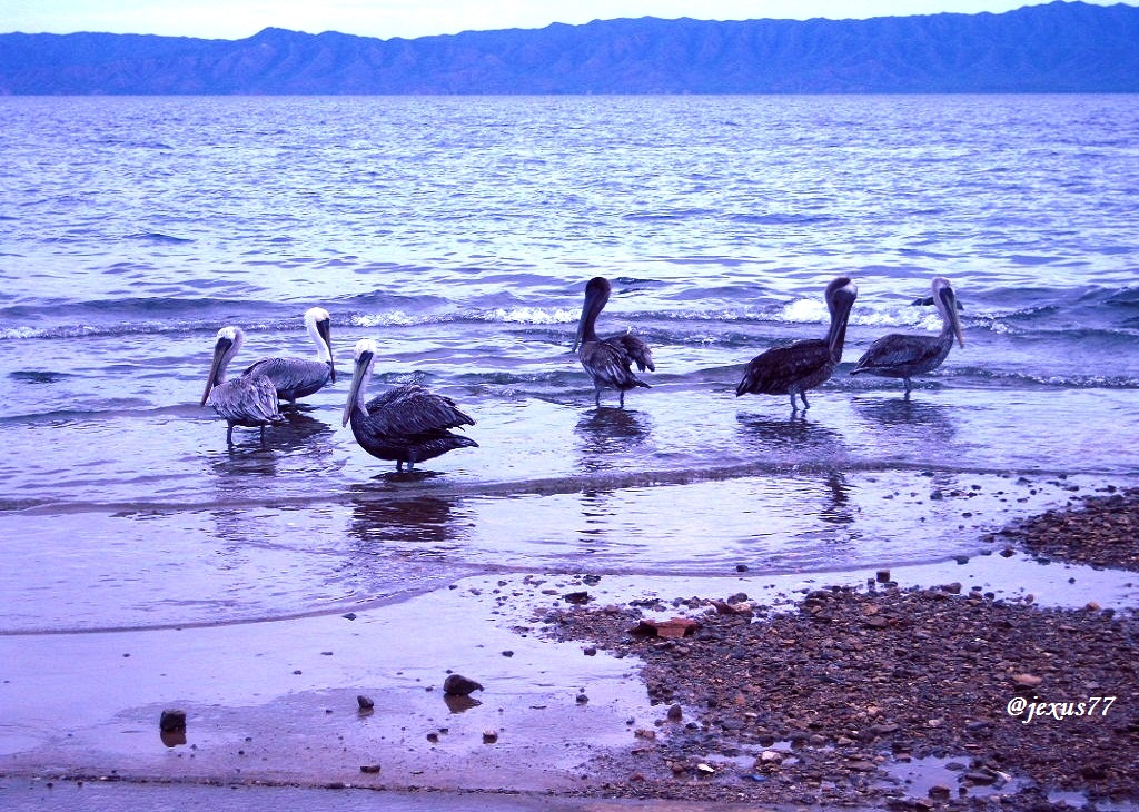 5-Pelicanos.jpg