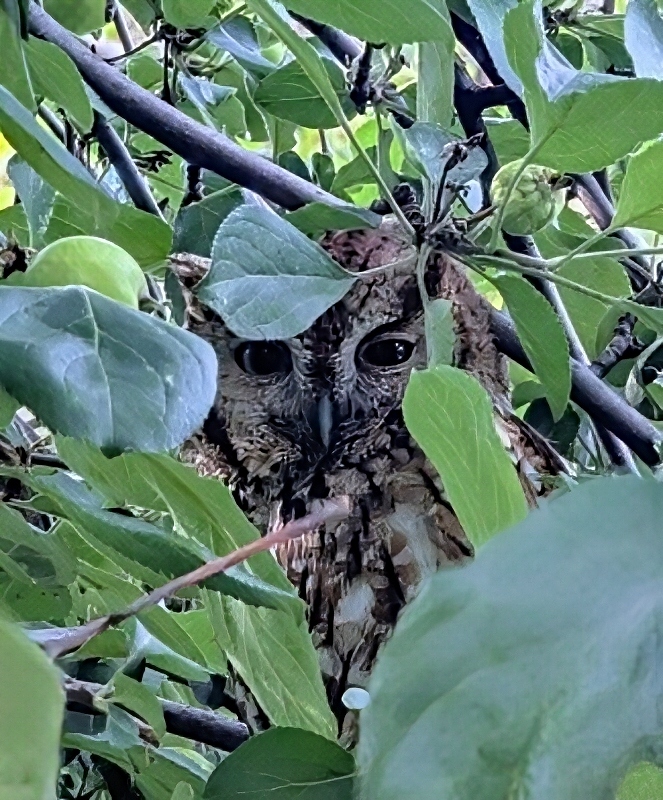feathered-friends-owls-mom (1).jpg