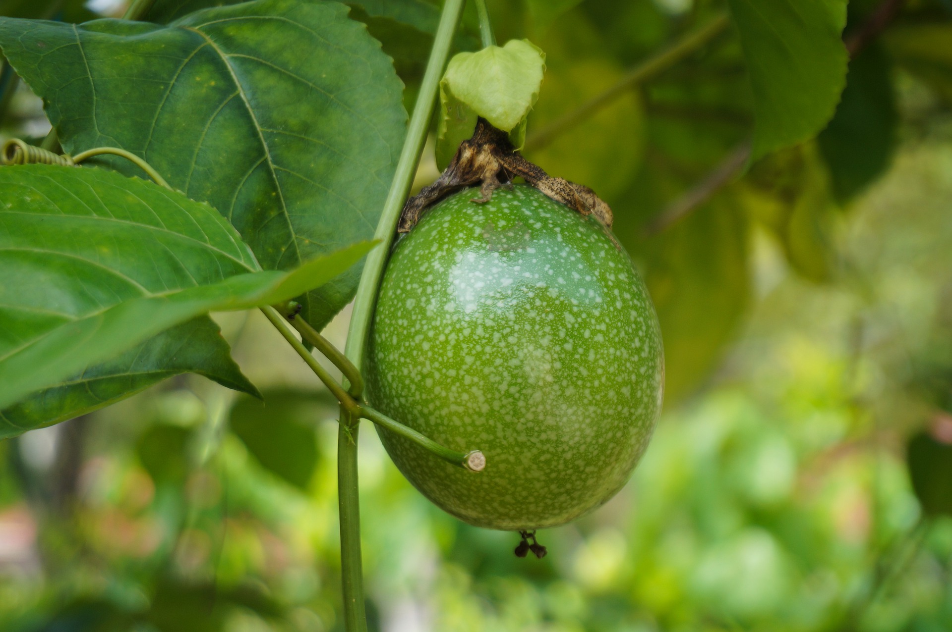 passion-fruit-5703284_1920.jpg