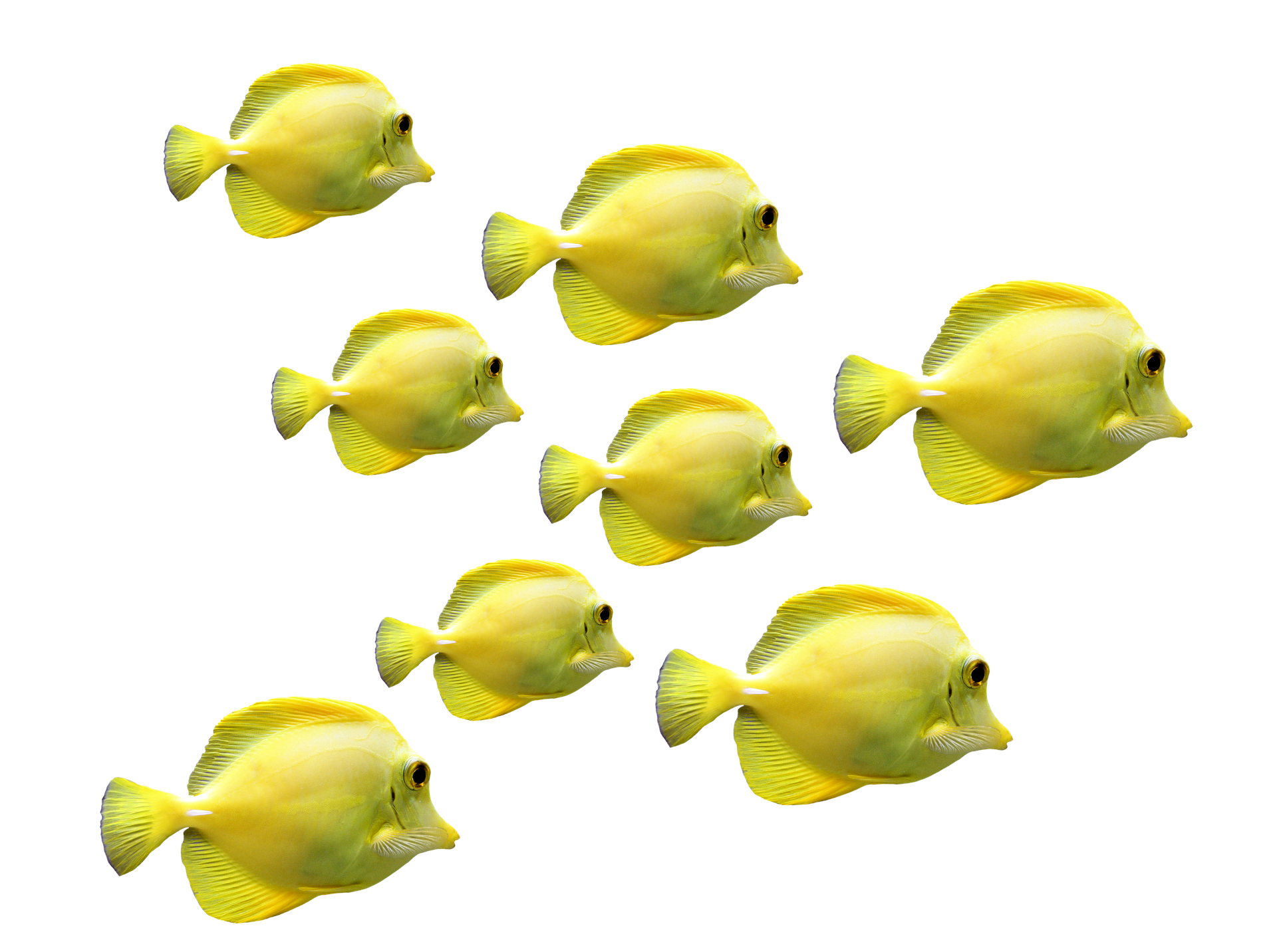 fishes-2817329_1920.png