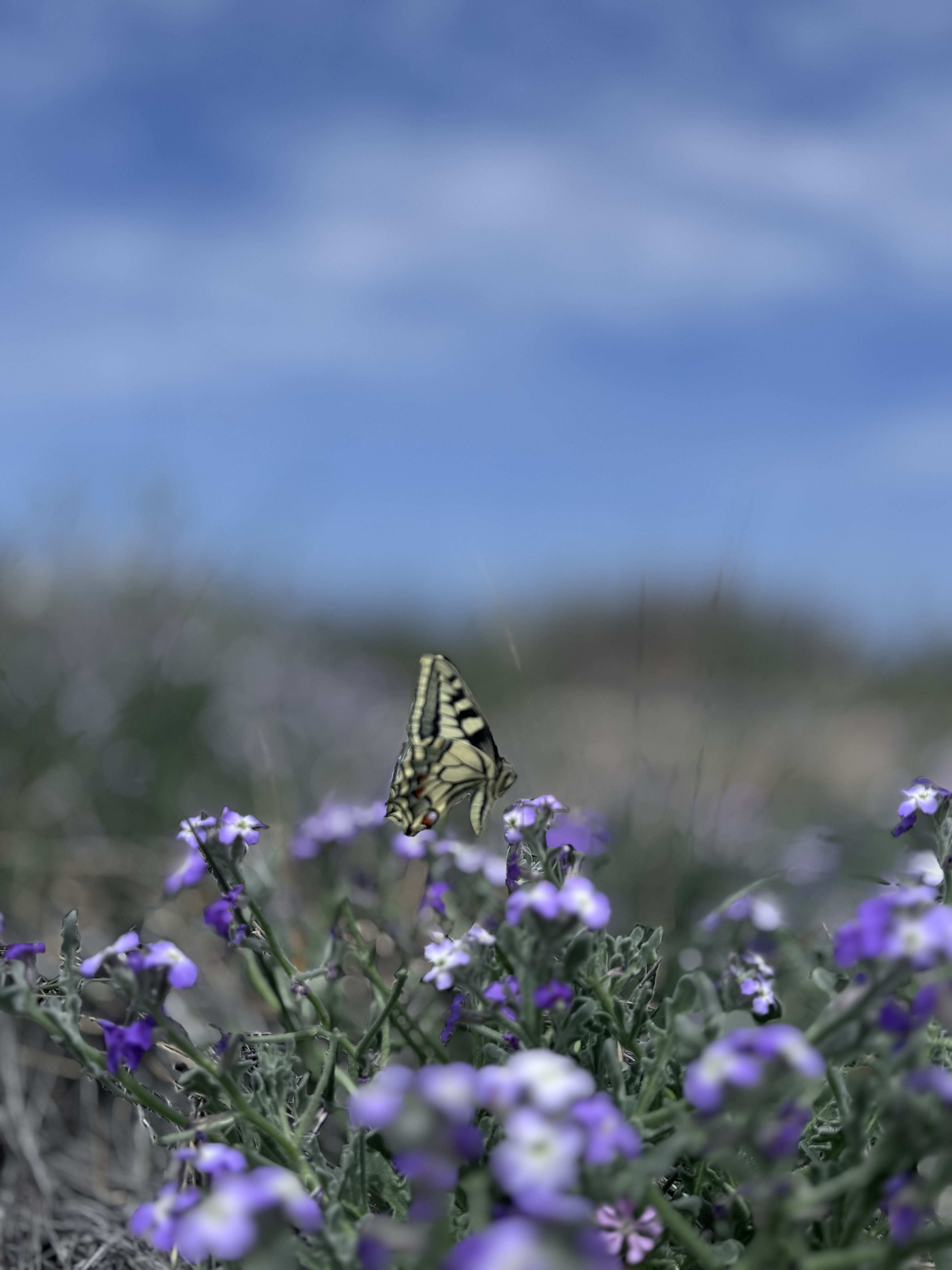 IMG_6474.jpeg