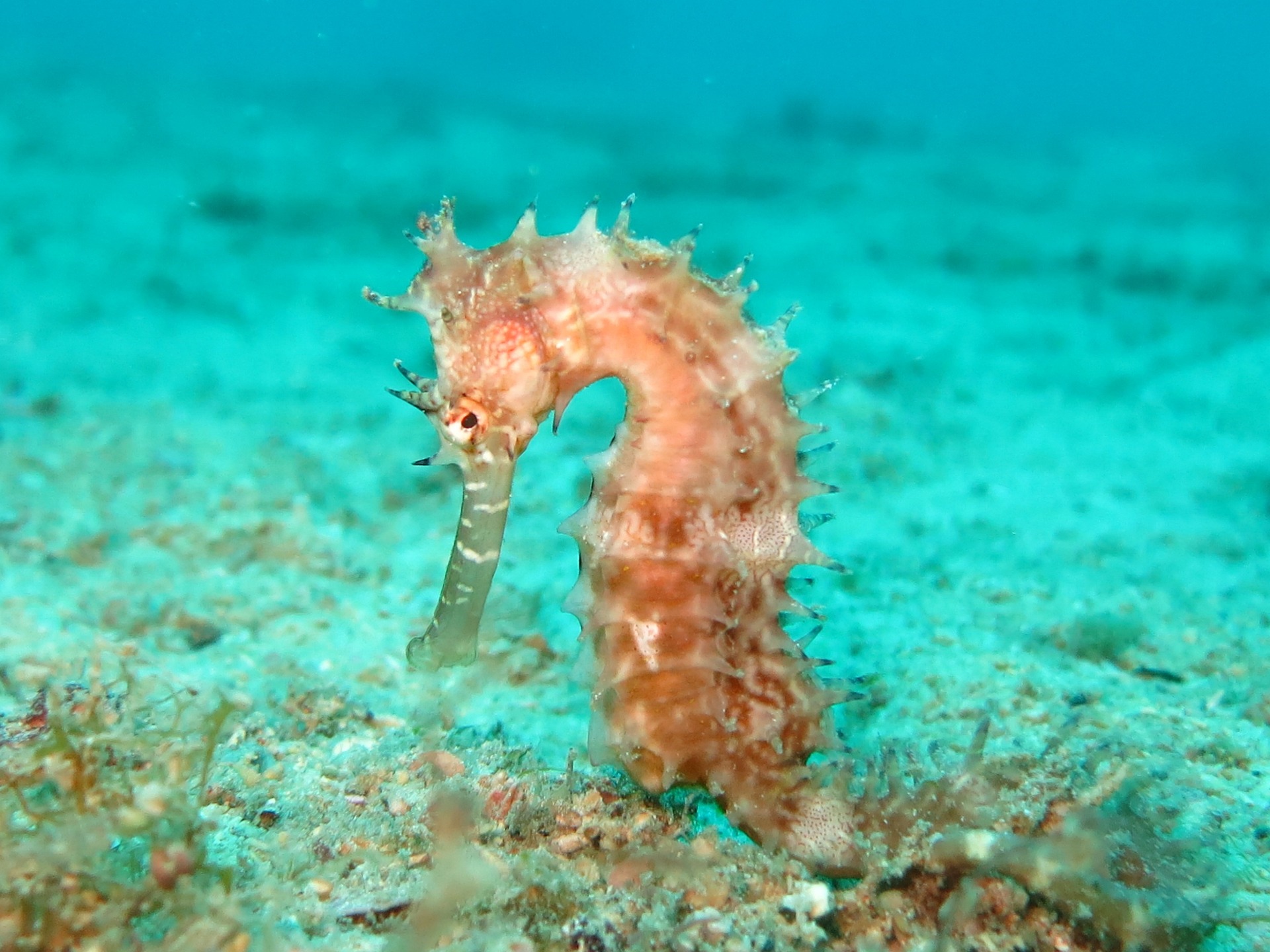 seahorse-1538013_1920.jpg