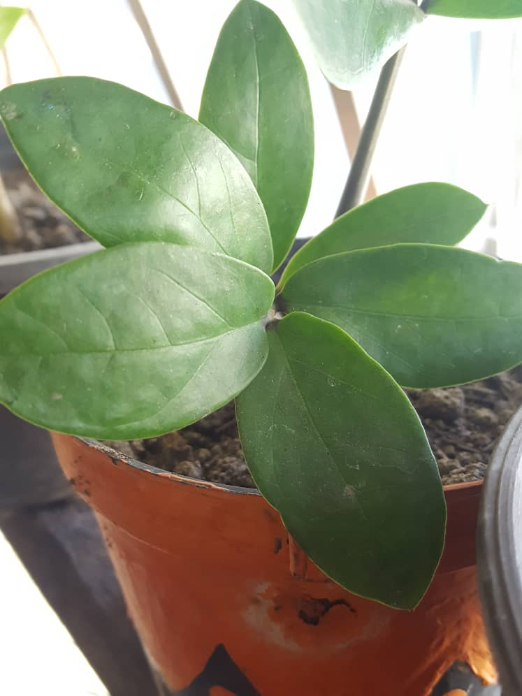 zamioculcas.jpg