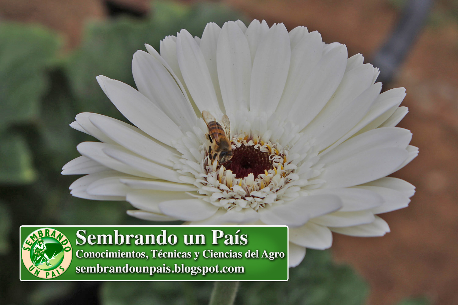 Abejas, Floricultura Ecológica 1 NVOBANNER.jpg